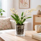 Phoenix Vine 3.5 Inch Clear Acrylic Planter Pot with Tray, Orchid Pot with Drainage Holes, Deep Saucer for Bottom Watering, Transparent Containers for Indoor Plants, Herbs, Set of 12, 91-A-D-12 - Image 2