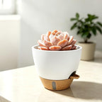 4-Pack Large Self Watering Pots for Indoor Plants, 12/10/9/8 Inch Planters with Visible Water Level Window, Automatic Watering System for Monstera, Fiddle Leaf, Herbs, Succulents, White - Image 6