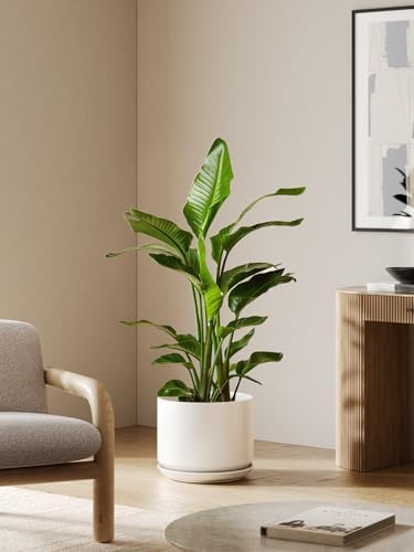 LE TAUCI 12 Inch Pots for Plants, Ceramic Planter with Saucer, White - Image 2