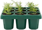 Vego garden Giga Seedling Trays - 2 Pack, 9-Cell UV-Resistant Reusable Starter Trays for Greenhouse/Garden (No Lids) by Unknown