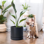 Phoenix Vine 6 Inch Planter Pot with Drainage Hole & Saucer, Deep Water Catch Tray, Straight Cylindrical Round Pot for Plants, Matte Black, Pack of 3, 23-C-S-3 - Image 7
