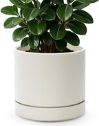Phoenix Vine 8 Inch Planter Pot with Drainage Hole & Saucer, Deep Water Catch Tray, Straight Cylindrical Round Pot for Plants, Oatmeal, Pack of 1, 23-E-T-1 by Phoenix+Vine