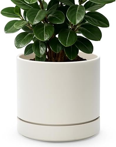 Phoenix Vine 8 Inch Planter Pot with Drainage Hole & Saucer, Deep Water Catch Tray, Straight Cylindrical Round Pot for Plants, Oatmeal, Pack of 1, 23-E-T-1 by Phoenix+Vine