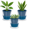 D'vine Dev Self-Watering Blue Terracotta Planter, 4 in, 3-Pack, 37-Z-A-4-T by DvineDevPlanterPotsandStand
