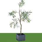Garden Bed with Trellis 45 Inch Self-Watering Gardening Supplies - Image 7
