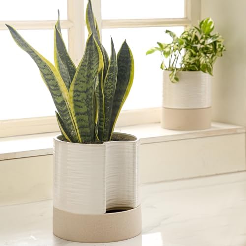 Nihow Ceramic Self Watering Plant Pot for Indoor Plants, 8 Inch,Cream White - Image 6