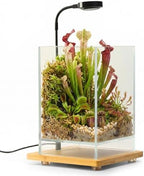 Desktop Glass Plant Terrarium with Grow Light (5.9" x 5.9" x 9") & Bamboo Base, Enclosure Kit with Watering Bottle for Carnivorous Plants, Venus Flytrap, Moss & Betta Fish, Home Office Decor by Unknown