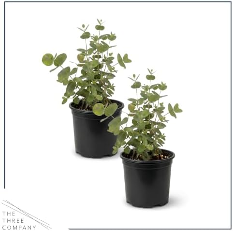 The Three Company Herb - Live Aromatic Herb, Eucalyptus (6 Pack) - Image 3