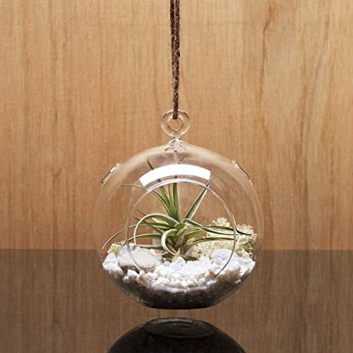 WGV Hanging Terrarium Globe, Width 4", Height 4.75", DIY Air Succulent Planter, Clear Glass Vase Orb with Flat Bottom, Candle Holder for Windowsill Outdoor Garden Decor, 6 Pieces Bulk - Image 7