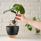Indoor Pots For Plant Self Watering Plant Pots For Lazy People, 8/7.5/7/6.5/6/5.5/5 Inch,Black Plastic Self Watering Planter For All Houseplants,Succulent, African violets, Flowers And Cactus - Image 6