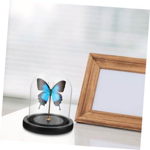 Mikinona Small Glass Dome Display Case with Black Base for Decor - Image 6