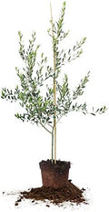 Perfect Plants Arbequina Olive Tree, 3-4 ft, Patio or Landscape by PerfectPlantsNursery