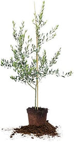 Perfect Plants Arbequina Olive Tree, 3-4 ft, Patio or Landscape by PerfectPlantsNursery
