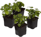The Three Company Herb - Live Aromatic Herb, Parsley (4 Pack) by TheThreeCompany