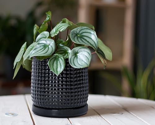 D'vine Dev Beaded Ceramic Pot with Saucer, 6 in, Glossy Black, 27-C-X-2 - Image 2