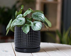 D'vine Dev Beaded Ceramic Pot with Saucer, 6 in, Glossy Black, 27-C-X-2 - Image 2