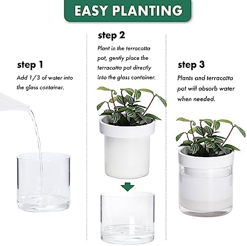Phoenix Vine 6 Inch 4 Inch Self Watering Planter, White Terracotta Clay Pots with Glass Reservoir for Indoor Plants, Herbs, Flowers, 52-B-G-46 - Image 7