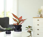 Phoenix Vine 6 Inch 4 Inch Self Watering Terracotta Planter, Black Terracotta Clay Pot with Glass Reservoir for Indoor Plants, Herbs, Flowers, 52-C-G-46 - Image 6