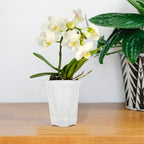 Toyvian 5pcs Self Watering Flowerpots with Bottom Tray, PP White - Image 4