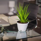 DECOPOTS - 3 Pack - Self Watering Planter - Modern Flower Pot with Water Level Indicator for All House Plants, Flowers, Herbs - Height 8.3 inches (Diameter 10.6", Menthol - White) - Image 6