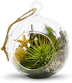 WGV Hanging Terrarium Globe, Width 4", Height 4.75", DIY Air Succulent Planter, Clear Glass Vase Orb with Flat Bottom, Candle Holder for Windowsill Outdoor Garden Decor, 6 Pieces Bulk - Image 4
