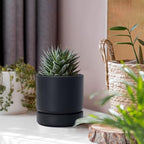 Phoenix Vine 4 Inch Planter Pot with Drainage Hole & Saucer, Deep Water Catch Tray, Straight Cylindrical Round Pot for Plants, Matte Black, Pack of 6, 23-C-R-6 - Image 3