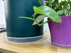 OUPSAUI 4 Pack Clear Plant Saucer 4 6 8 10 12 14 16 18 20 22 Inch Plant Trays for Pots, Plastic Extra Large Planter Saucers for Outdoors Indoors, Drip Catcher Water Tray for Plants (16 Inch) - Image 6