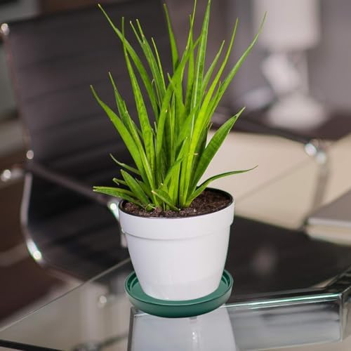 Yukfona Ceramic Plant Saucer Tray 1 Pcs 10 Inch Green, 10.83" OD x10.24 ID x1.1 Deep| Fits Flower pots Bottom≤ 10.24", Heavy Duty Glazed Round Planter Drip with Catch Basin for Indoor Outdoor Plants - Image 6