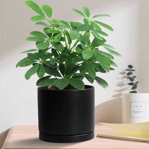 Ceramic Plant Saucer Pot Tray 6, 8, 10 Inch Black, Planter Saucers for Indoors Outdoor, Durable Sturdy Flower Drainage drip Water Tray for Glazed Pots Base - Image 4