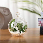 WGV Hanging Terrarium Globe, Width 4", Height 4.75", DIY Air Succulent Planter, Clear Glass Vase Orb with Flat Bottom, Candle Holder for Windowsill Outdoor Garden Decor, 6 Pieces Bulk - Image 5