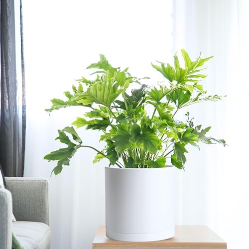 D'vine Dev 2-Pack White Plastic Planters with Saucers, 10 in, 74-Z-N-1 - Image 3