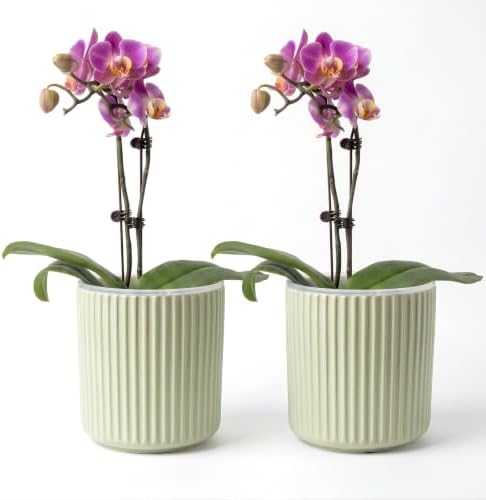Large Ceramic self Watering Pot for houseplant,6.4inch,Green,2 Pack by TineDew