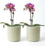 Large Ceramic self Watering Pot for houseplant,6.4inch,Green,2 Pack by TineDew