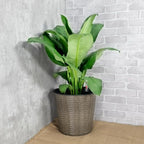 2-Pack Self-Watering Wicker Planters, 13.4 Inch, Gray - Image 2
