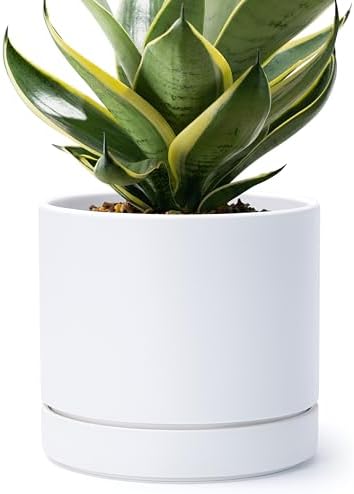 Phoenix Vine 8 Inch Planter Pot with Drainage Hole & Saucer, Deep Water Catch Tray, Straight Cylindrical Round Pot for Plants, Matte White, Pack of 1, 23-B-T-1 by Phoenix+Vine