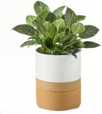 HASENSE Self Watering Plant Pot, 6 Inch Porcelain Planter with Drainage Hole and Saucers for Indoor & Outdoor Plants, Round Flower Pots for Houserwarming Gift, White by Hasense
