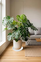 4 Pack of 14 inch Plant Saucer Plant Tray, Plastic Plant Saucer, Plant Tray for Pots, Plant Saucers for Indoors Planter, Garden Water Plate Bowls for Gallon Grow Bags (White) - Image 3