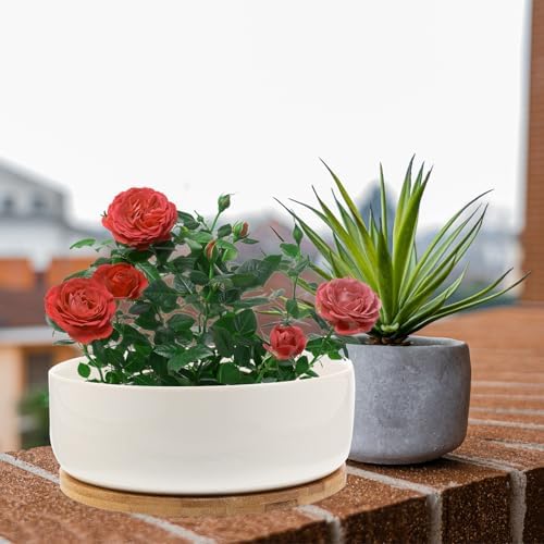 VILLCASE White Ceramic Small Bonsai Pots with Tray, Round Succulent Planter Pot for Home and Balcony, Designed to Collect Excess Water and Prevent Over-Watering - Image 5