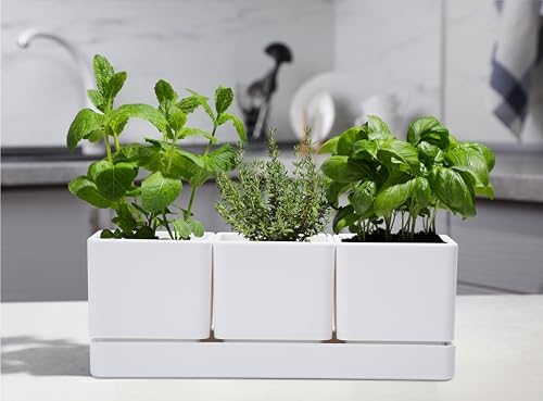 D'vine Dev Plastic Herb Garden Planter Set, White, 76-V-A-1 - Image 6