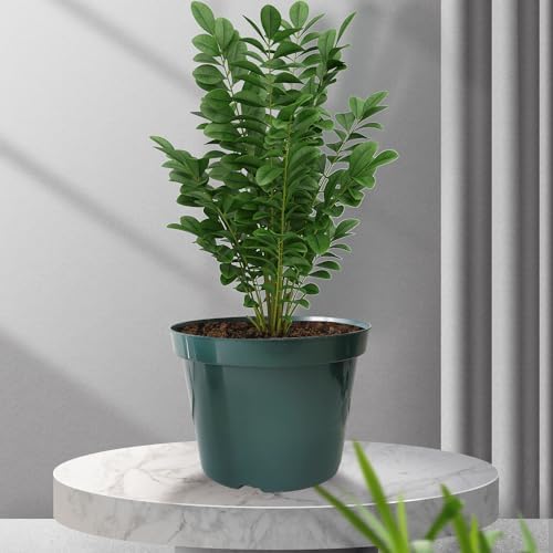 RooTrimmer 50 Pack 6 Inch Nursery Pots, Planting Grow Plastic Flower Pots, Thick Planters with Drainage Holes for Outdoor/Indoor Plants Succulent Herb (Green) - Image 4