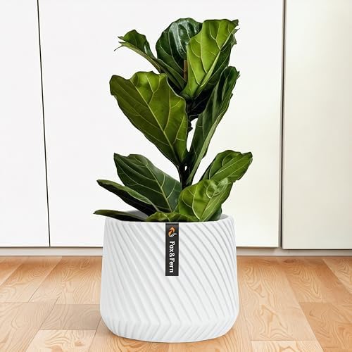 Fox & Fern Large Planter for Indoor or Outdoor, White Matte, 12 Inch by FoxFern