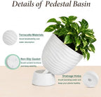 White Terracotta Self Watering Plant Pots, 6 and 8 Inch with Saucers - Image 4