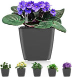 Self Watering Planters for Indoor Plants : 5 inch 6 Pack Grey Planter with Water Level Indicator African Violet Self Watering Flower Pot for Herb Pot House Plant Planting by GsGardenSpecialty