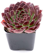 Mountain Crest Gardens Ultimate Succulent Variety Pack - 50 Unique Live Plants, Many Types, Rooted in 2 inch Pots - Indoor/Outdoor Real Succulents for Garden Decor, Favors, DIY Arrangements - Image 3