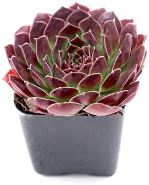 Mountain Crest Gardens Ultimate Succulent Variety Pack - 50 Unique Live Plants, Many Types, Rooted in 2 inch Pots - Indoor/Outdoor Real Succulents for Garden Decor, Favors, DIY Arrangements - Image 3