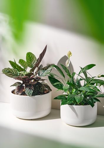 Ceramic Planters, 10- and 12-Inch Large Indoor/Outdoor Plant Pots with Drainage Holes and Watering Spikes, White, Set of 2 - Image 2