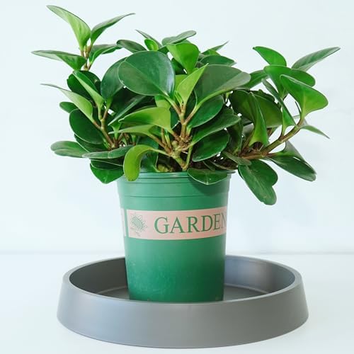 Plant Saucer Tray for Ceramic Plastic Pots, 18 inch Plant Saucers for Indoors, Pot Saucers Trays, Bird Bath Bowls, Flower Planter Water Drip Trays for Pots Base (18", Gray) - Image 3