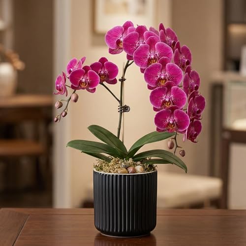 Ceramic Orchid Pot, Clear Nursery Pot & self Watering,5 inch,Black - Image 7
