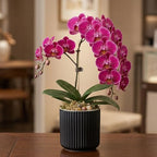Ceramic Orchid Pot, Clear Nursery Pot & self Watering,5 inch,Black - Image 7