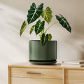 LE TAUCI 8 Inch Plant Pot, Ceramic Pots for Plants, Forest Green by LETAUCI